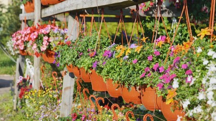 Fototapeta na wymiar Colorful hanging flower pots decorating a flower shop