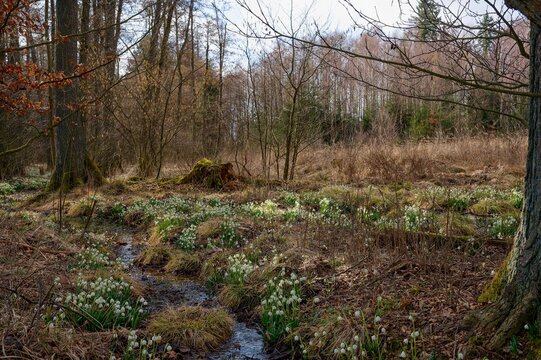 Blooming spring snowdrops in the Jechovec u Telče protected landscape area, Vysočina, Czech republic, general view