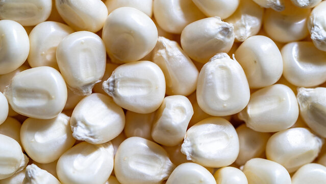 Closeup of white corn kernels showing details of food and agriculture production