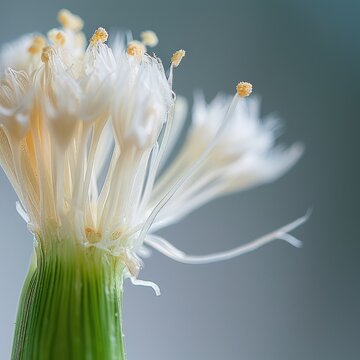 Close-up of a delicate white flower with prominent stamens and pistils against a soft background.