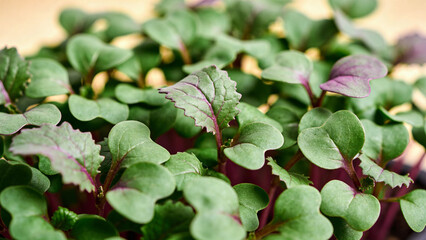 Obraz premium Microgreens grow in a closeup view showing detail of leaves and stems in agricultural setting