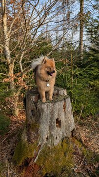  Spitz Hund n the Park
