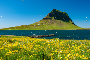 Fototapeta premium Yellow wildflowers in foreground with Kirkjufell mountain near Grundarfjörður in Iceland under clear blue sky. Beautiful Iceland landscape with summer flowers, famous peak, and peaceful nature scenery