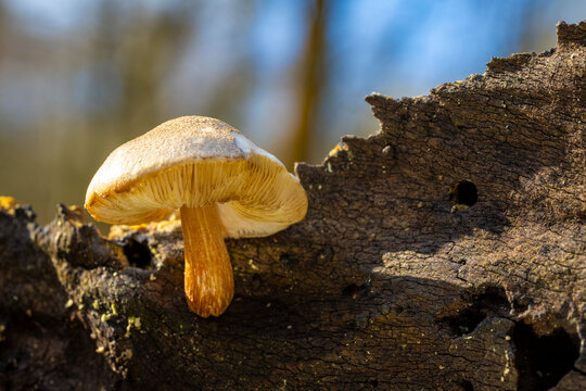 First mushrooms, Epping Forest in London UK - March 2026