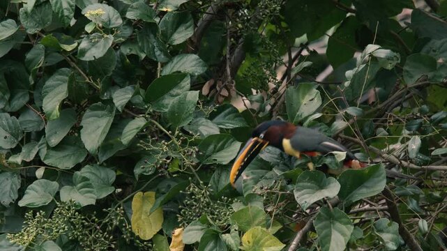 Chestnut-eared Aracari (Pteroglossus castanotis) perched in tropical rainforest foliage