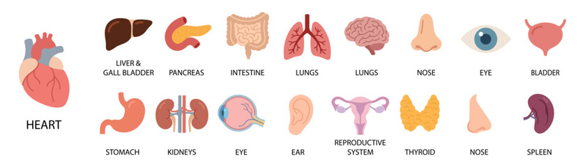 Internal organs. Human body anatomy organ icons, cartoon lungs and heart, urinary system and liver, reproductive function and brain, vector illustration © Vasyl Yurlov