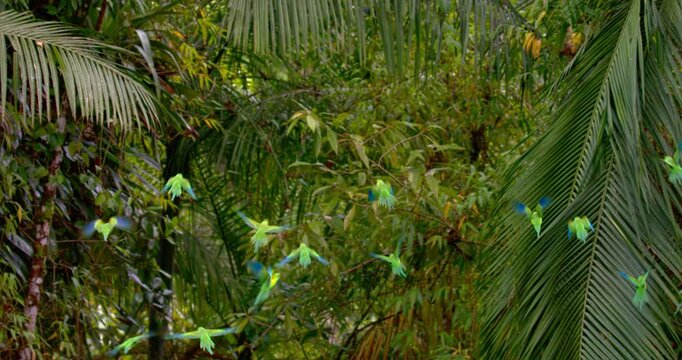 Flock of Plain Parakeets (Brotogeris tirica) Flying Through Tropical Rainforest in Brazil