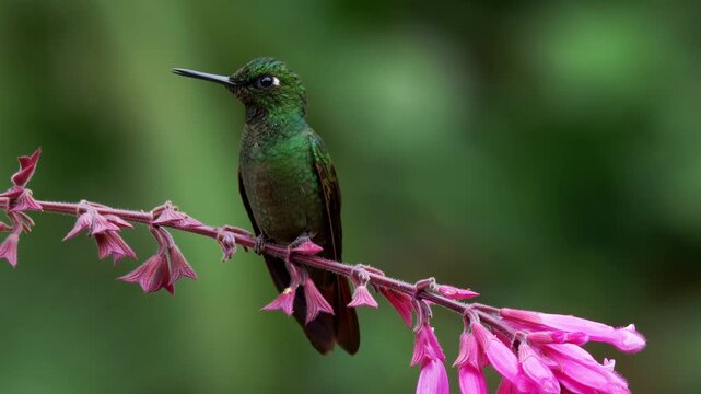 Brazilian Ruby Hummingbird (Clytolaema rubricauda) Perched on Salvia Flower with Tongue Extended