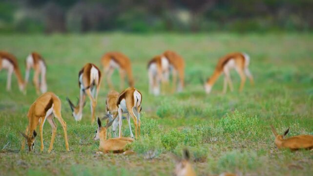 Two Springbok antelopes (Antidorcas marsupialis) fighting with each other in serengeti national park of tanzania, africa. 