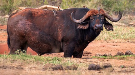 Obraz premium Buffalo bull close up at Savannah at the Tsavo East National park in Kenya