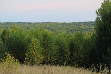Fototapeta premium forest in the morning