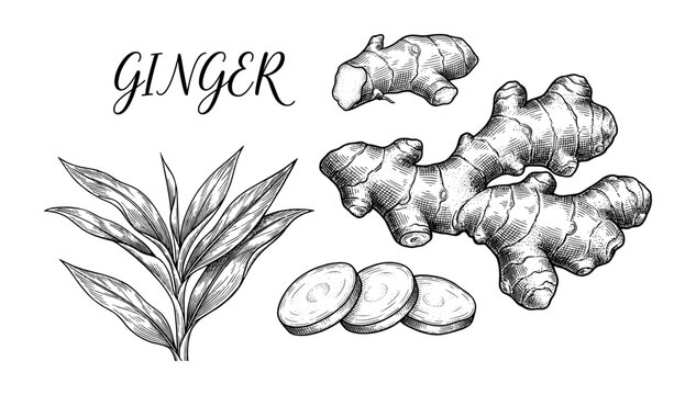 Ginger root vintage engraving set with slice and plant