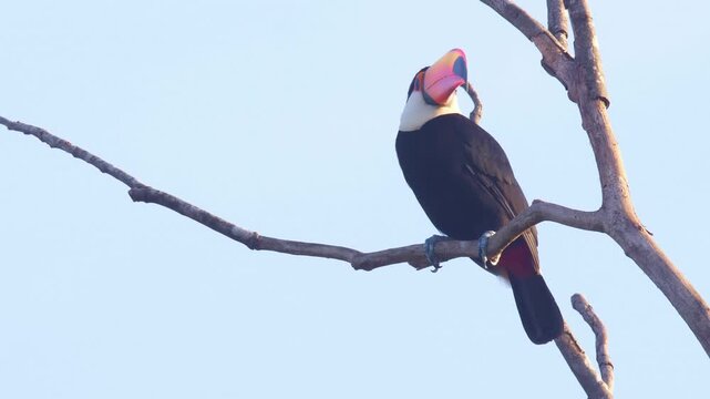 Toco Toucan close up perched on tree branch against clear blue sky in soft natural light. 
