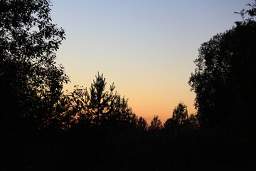 Naklejka premium Silhouettes of trees against the backdrop of an evening sunset in a forest in northeastern Europe on a summer evening