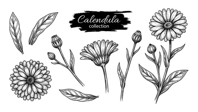 Calendula flower and leaves in vintage engraving style