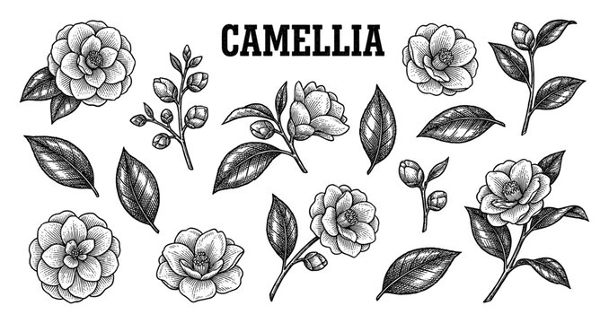Camellia flower and leaves collection in vintage engraving style