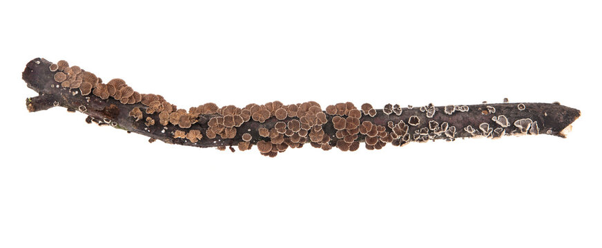 Mushrooms on a tree branch isolated on a white background.