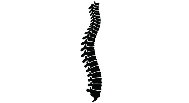 Human spinal column diagram detailed anatomical illustration silhouette