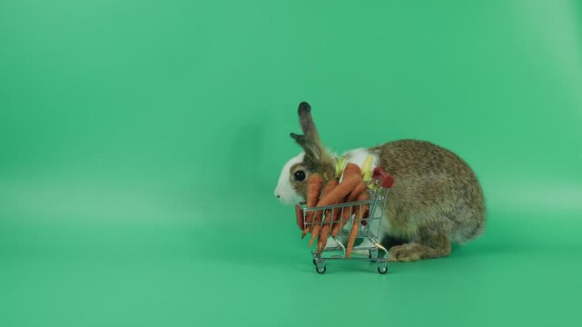 Adorable rabbit wlaking behide miniature shopping cart filled with fresh carrots on green background. Creative concept of grocery shopping, healthy eating, organic food and playful