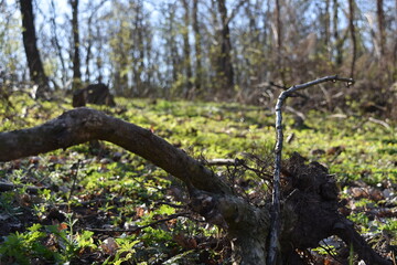 Fototapeta premium tree in spring