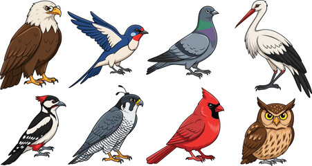 Fototapeta premium Bird species collection including eagle swallow pigeon stork woodpecker falcon cardinal and owl cartoon vector illustration set
