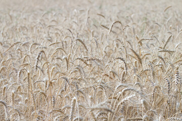 Golden wheat field in summer. Close-up of ripe ears of wheat, agriculture and bread production concept.