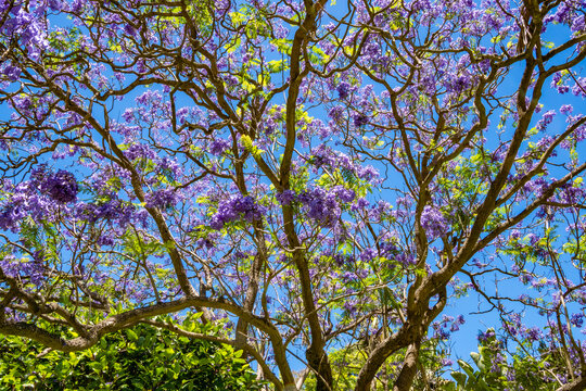 Williamstown botanic gardens, Melbourne, Australia, Victoria 12.28.2025 Jacaranda tree on a beautiful sunny day