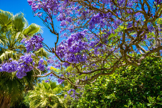 Williamstown botanic gardens, Melbourne, Australia, Victoria 12.28.2025 Jacaranda tree on a beautiful sunny day