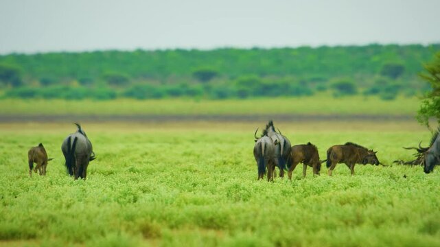 Young Blue wildebeest (Connochaetes taurinus) grazing grass with their parents.