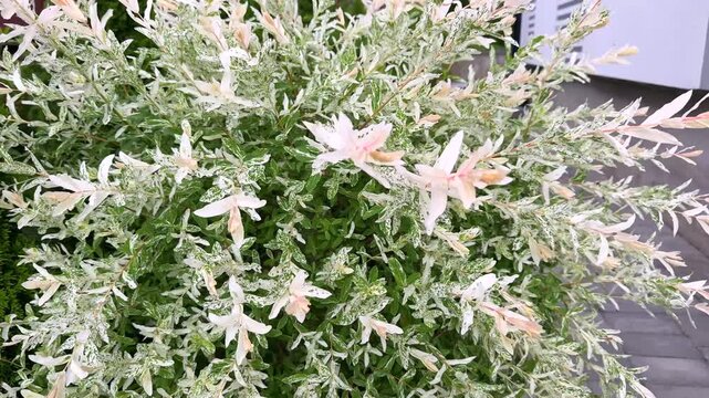 A vibrant Hakuro-Nishiki dappled willow shrub showcases striking variegated leaves in white, green, and soft pink, adding a bright, elegant texture to a contemporary garden landscape.