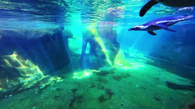Humboldt penguins swimming underwater in aquarium exhibit