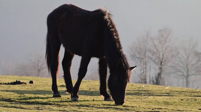 a dark brown horse grazing in a green meadow at sunrise, with soft morning light illuminating its mane and a misty background of dormant trees.