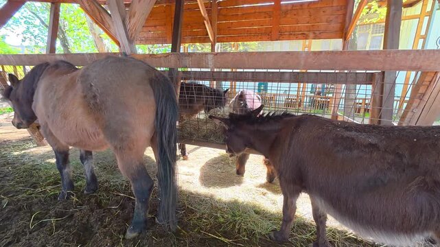 Donkey and horses eating hay in wooden stable enclosure