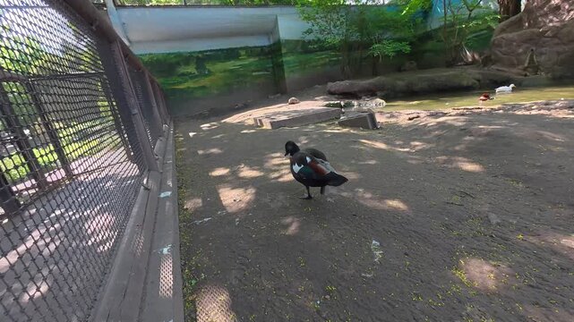 Budapest, Hungary - 20 April 2025 - Various waterfowl species in zoo pond enclosure