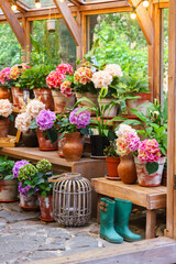 Charming wooden greenhouse with blooming potted hydrangeas and vibrant green plants, surrounded by summer foliage, under string lights in backyard garden background. Plant breeding, gardening hobby