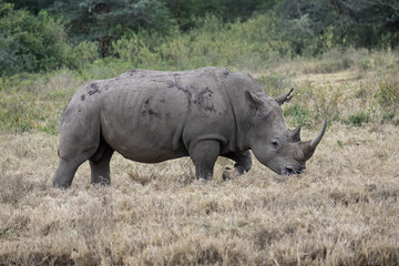 White rhino grazing in dry grassland, its rugged hide covered in mud