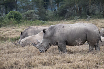Obraz premium Small herd of white rhinos, including calves, grazing in the dry savanna