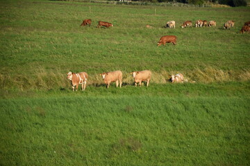 Obraz premium Cows grazing in green pasture near the Elbe River in northern Germany
