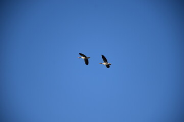 Obraz premium Two birds flying together in clear blue sky
