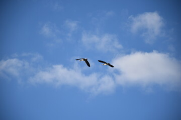 Obraz premium Two birds flying together in clear blue sky