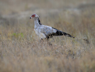 Fototapeta premium Secretarybird walking through tall dry grass, showing its bold crest and long legs