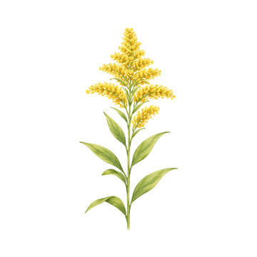 A watercolor vector of a goldenrod flower stem for botanical illustrations, wildflower designs, and meadow plant clipart.