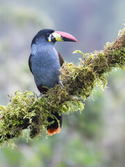 Fototapeta premium Gray-breasted Mountain-Toucan Perched on Mossy Branch in Cloud Forest