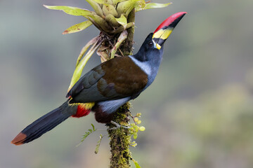 Fototapeta premium Gray-breasted Mountain-Toucan Perched on Mossy Branch in Cloud Forest