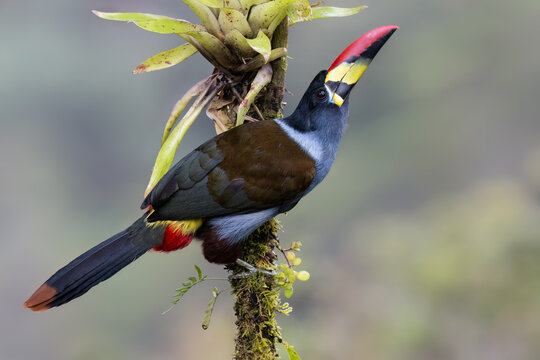 Gray-breasted Mountain-Toucan Perched on Mossy Branch in Cloud Forest