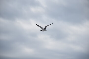 Fototapeta premium Seagull flying in cloudy sky