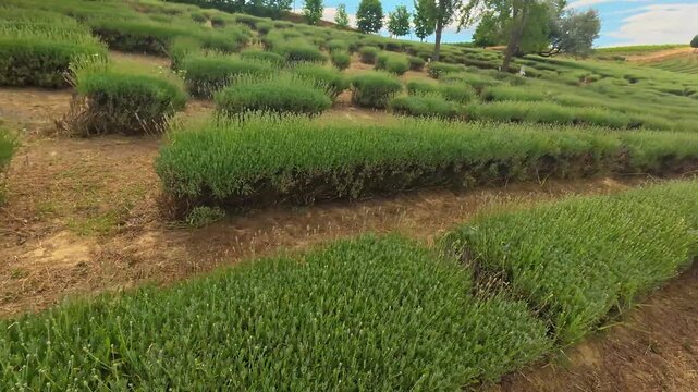 Curved rows of green lavender plants on a rolling hillside farm