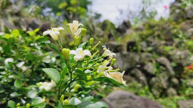 Close Up of White Orange Jasmine Flowers Blooming on a Green Bush, Tropical Murraya Paniculata Swaying Gently Against a Stone Wall Background