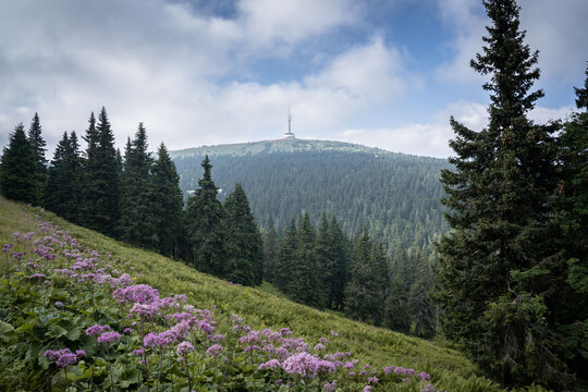 Flowering Mountain Meadow with Spruce Forest and Praded Transmitter in Jeseniky Mountains