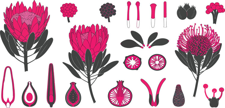 Collection of various protea flower and plant parts in pink and black